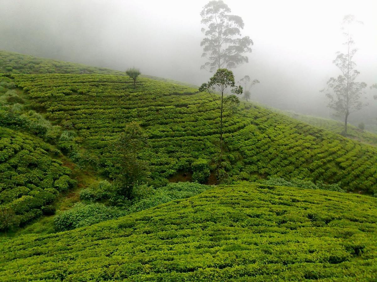 Kirula Green Hotel Nuwara Eliya Exteriör bild